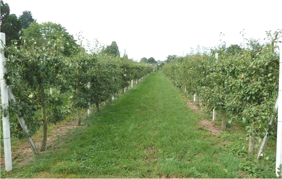 Kreislehrgarten; Steinfurt; Fruithaag